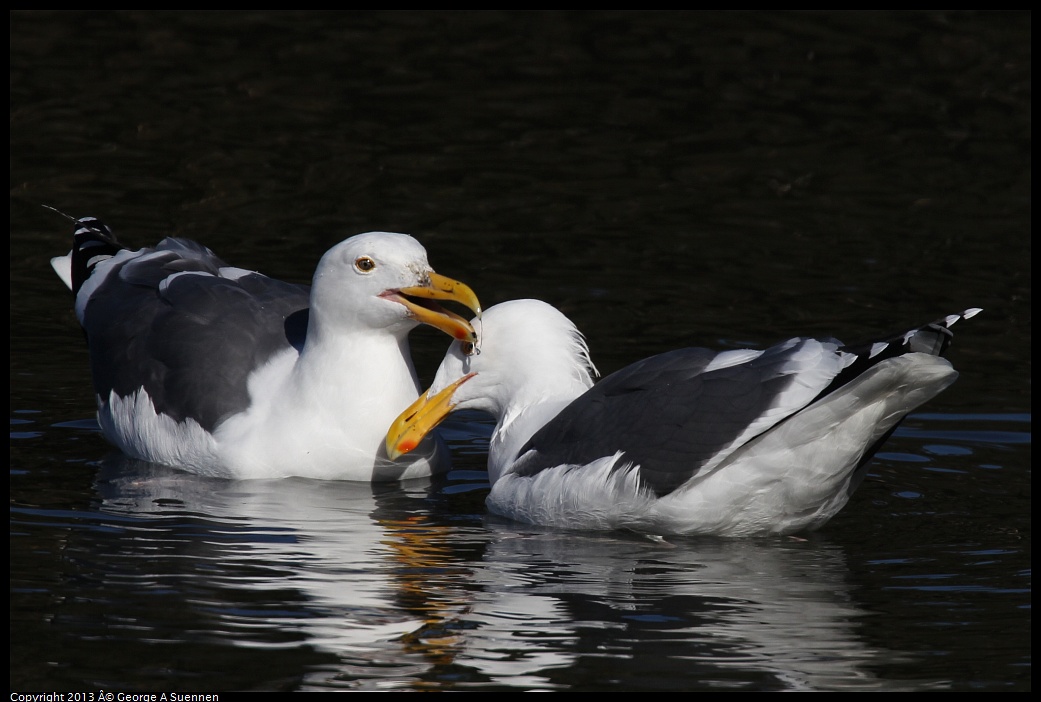 0119-121151-01.jpg - Herring Gull