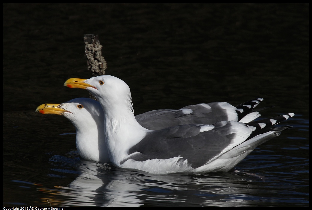 0119-121153-03.jpg - Herring Gull