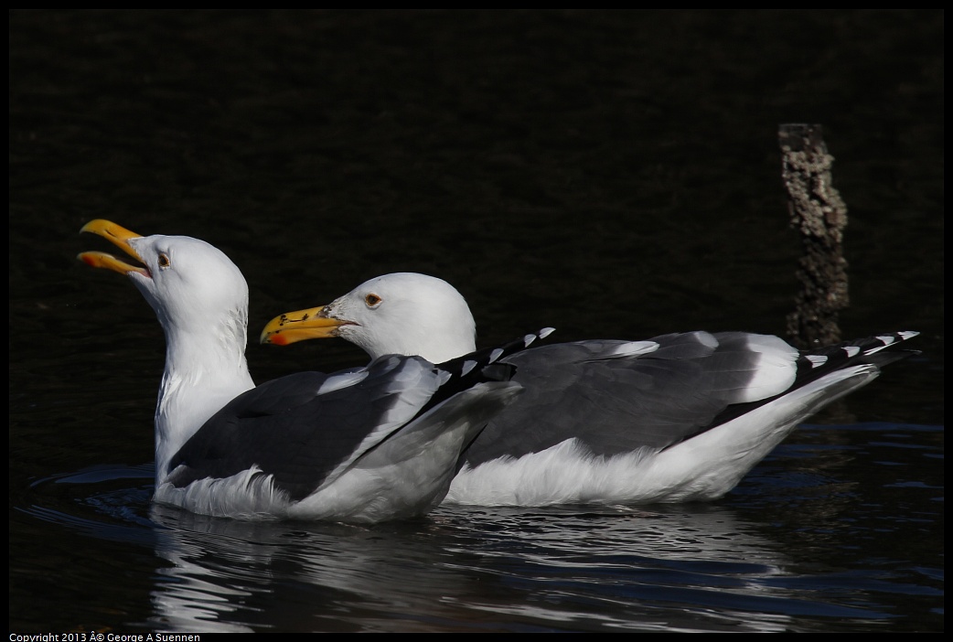 0119-121154-02.jpg - Herring Gull