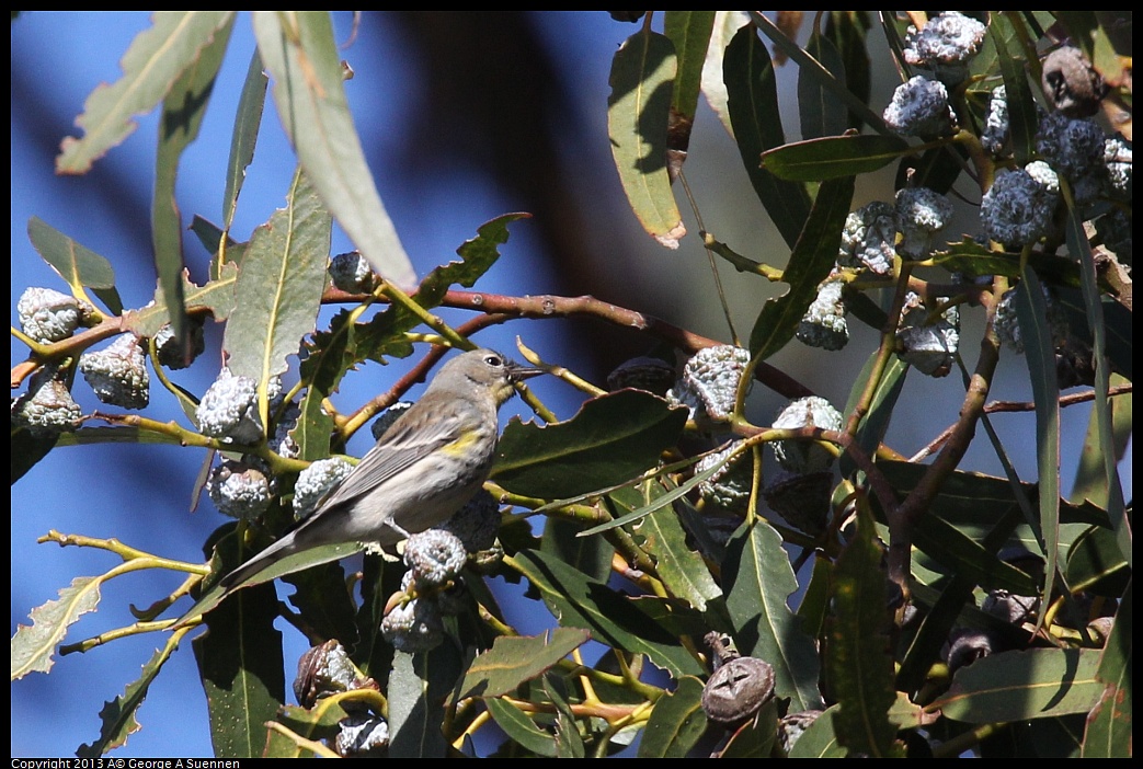 0119-121813-01.jpg - Yellow-rumped Warbler