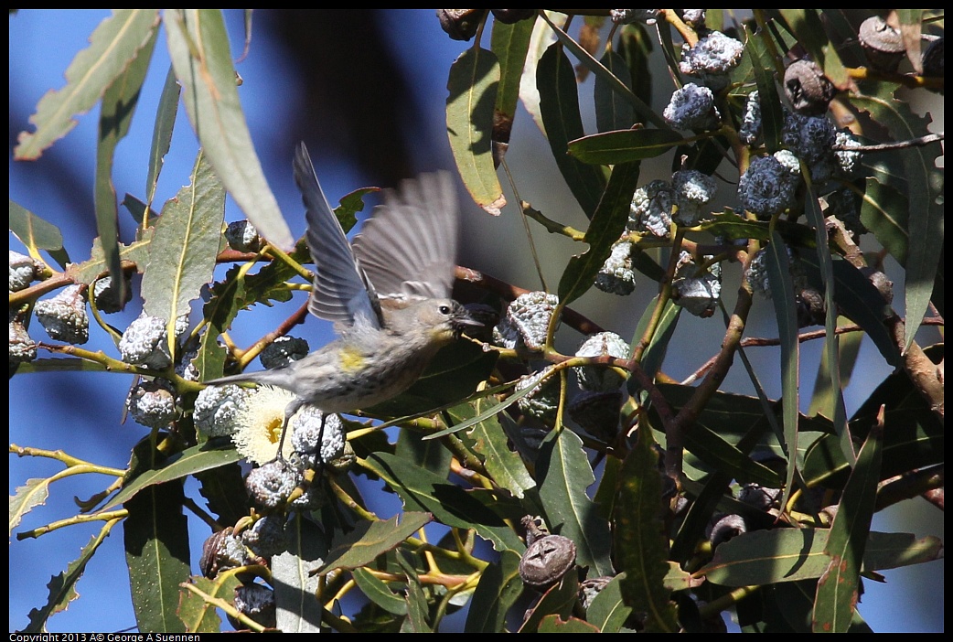 0119-121813-03.jpg - Yellow-rumped Warbler