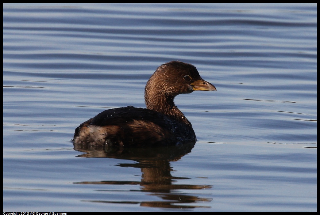 0119-121938-02.jpg - Pied-billed Grebe