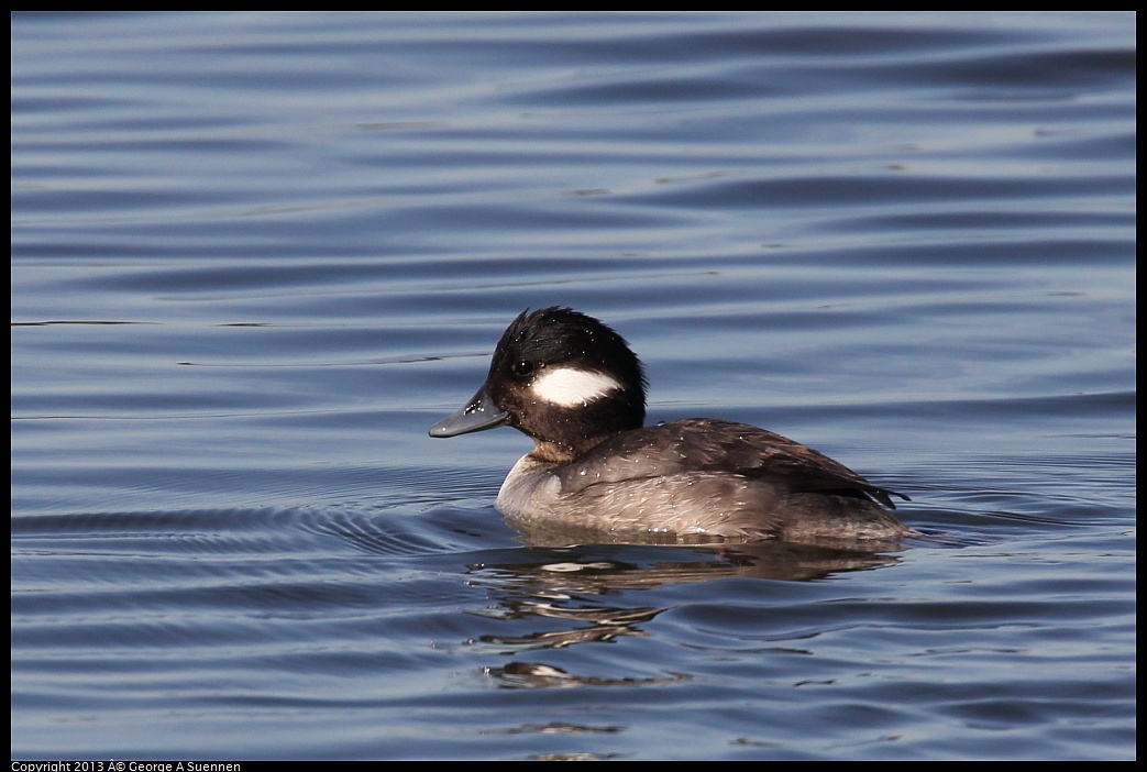 0119-121944-02.jpg - Bufflehead