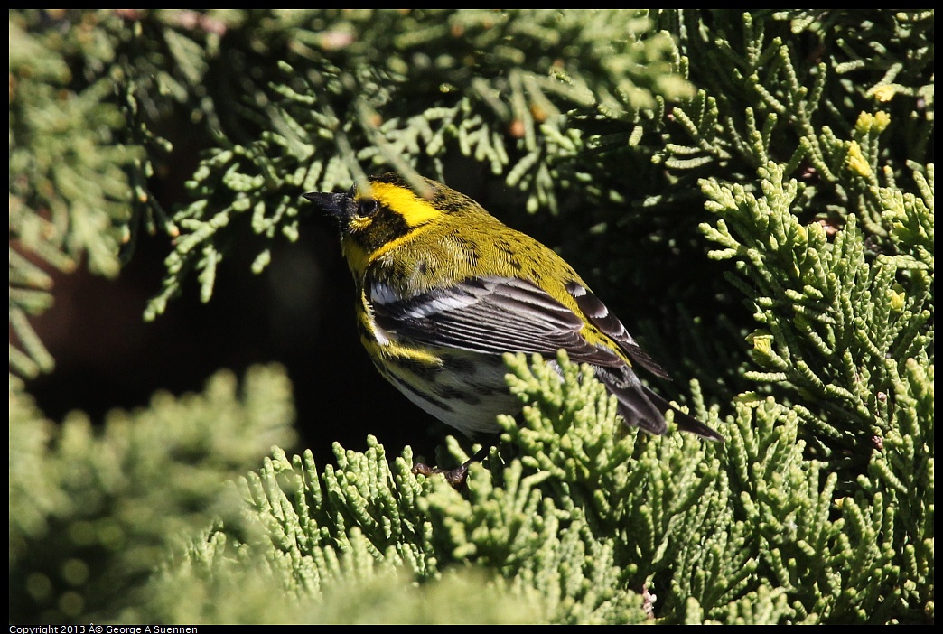 0119-122023-03.jpg - Townsend's Warbler