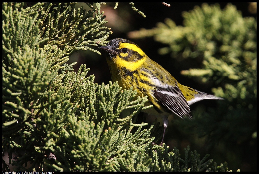 0119-122025-02.jpg - Townsend's Warbler