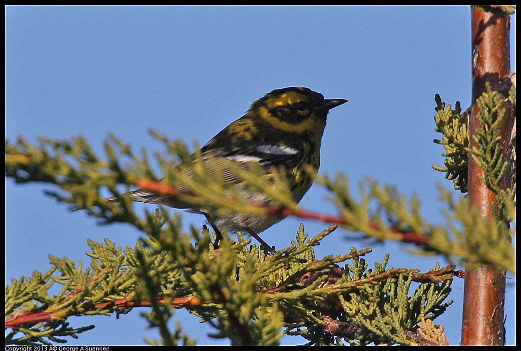 0119-122430-02.jpg - Townsend's Warbler