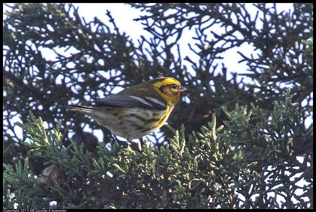 0119-122600-04.jpg - Townsend's Warbler