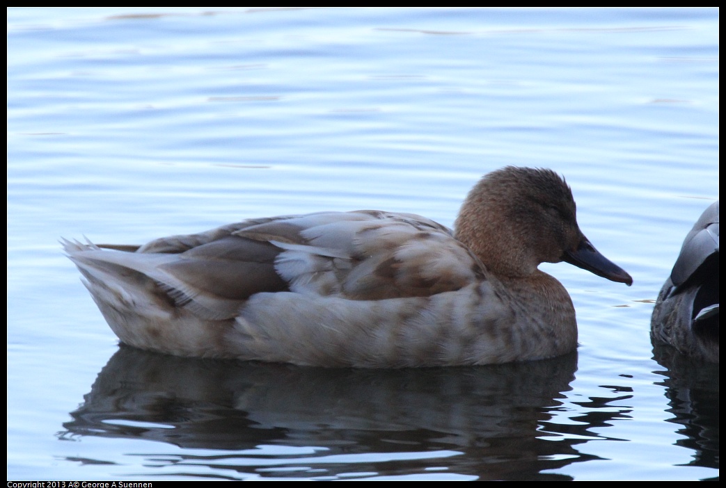 0119-122721-03.jpg - Mallard (Hybrid?)