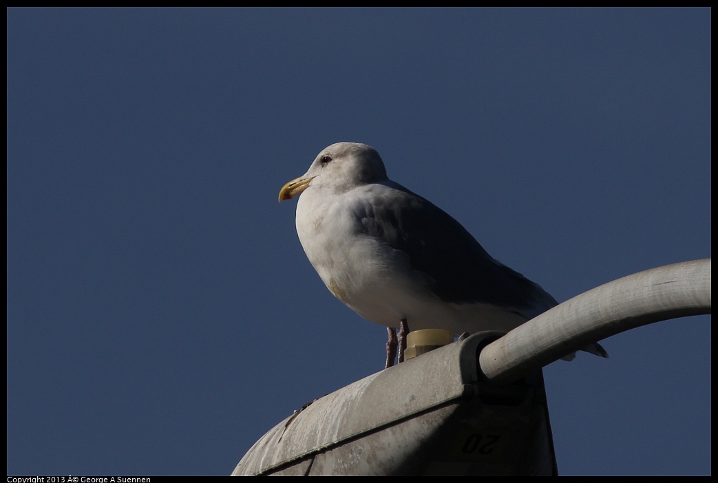 0119-122739-01.jpg - Western Gull