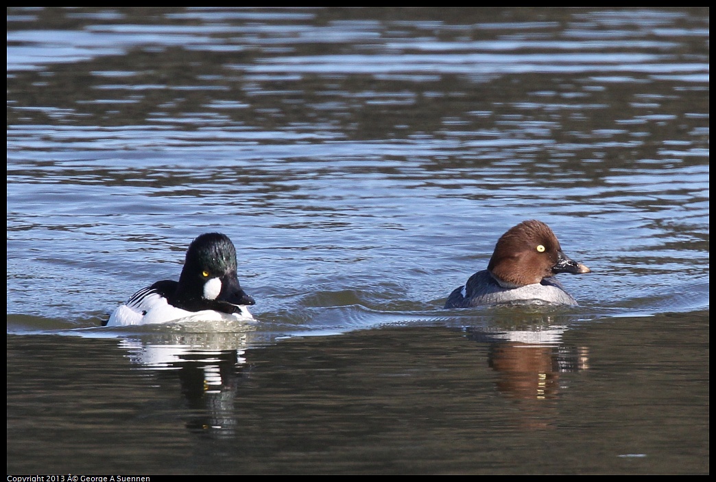 0119-122905-01.jpg - Common Goldeneye