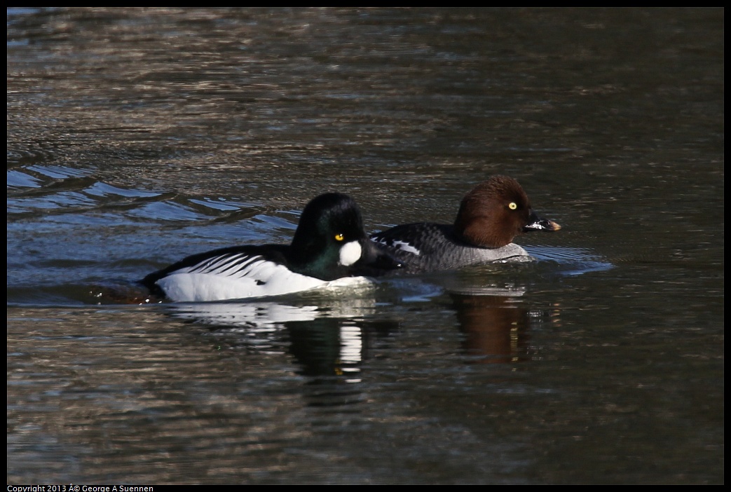 0119-122911-02.jpg - Common Goldeneye