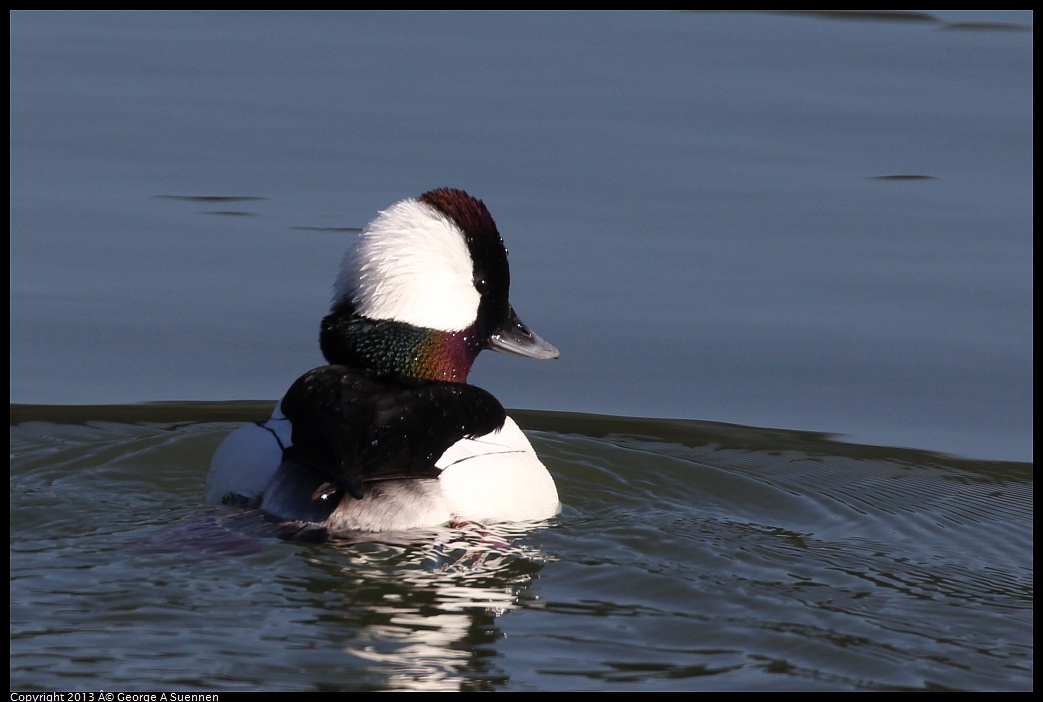 0119-123103-03.jpg - Bufflehead