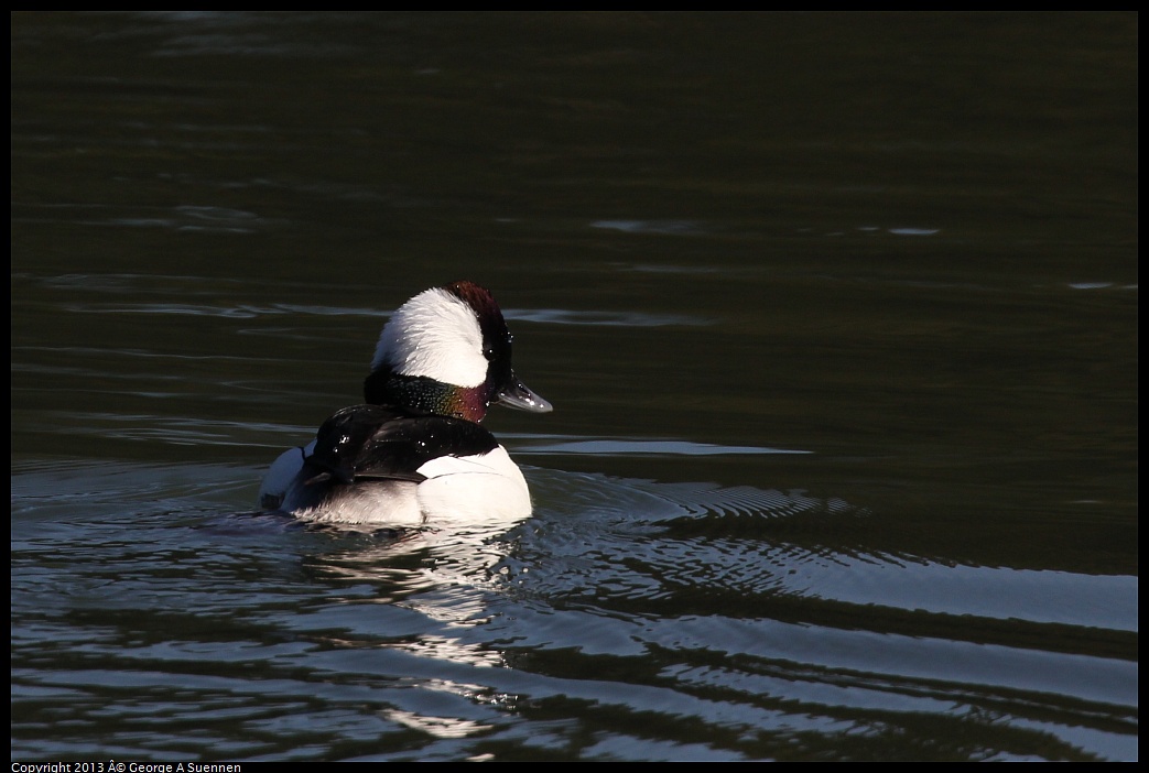 0119-123137-04.jpg - Bufflehead