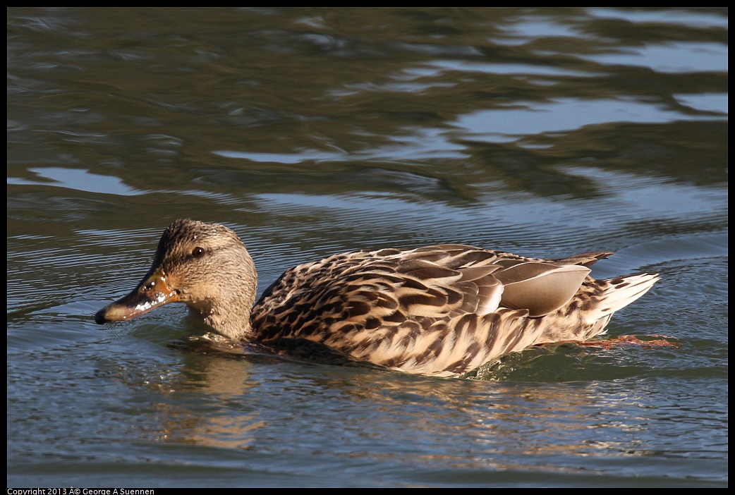 0119-123257-01.jpg - Mallard