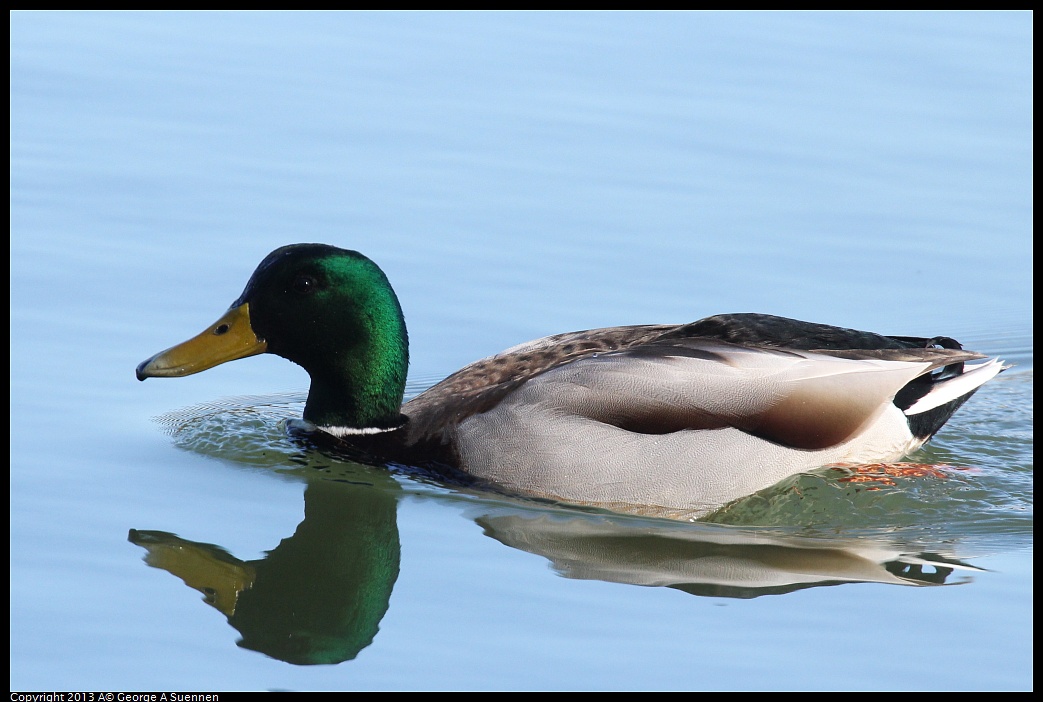 0119-123301-02.jpg - Mallard