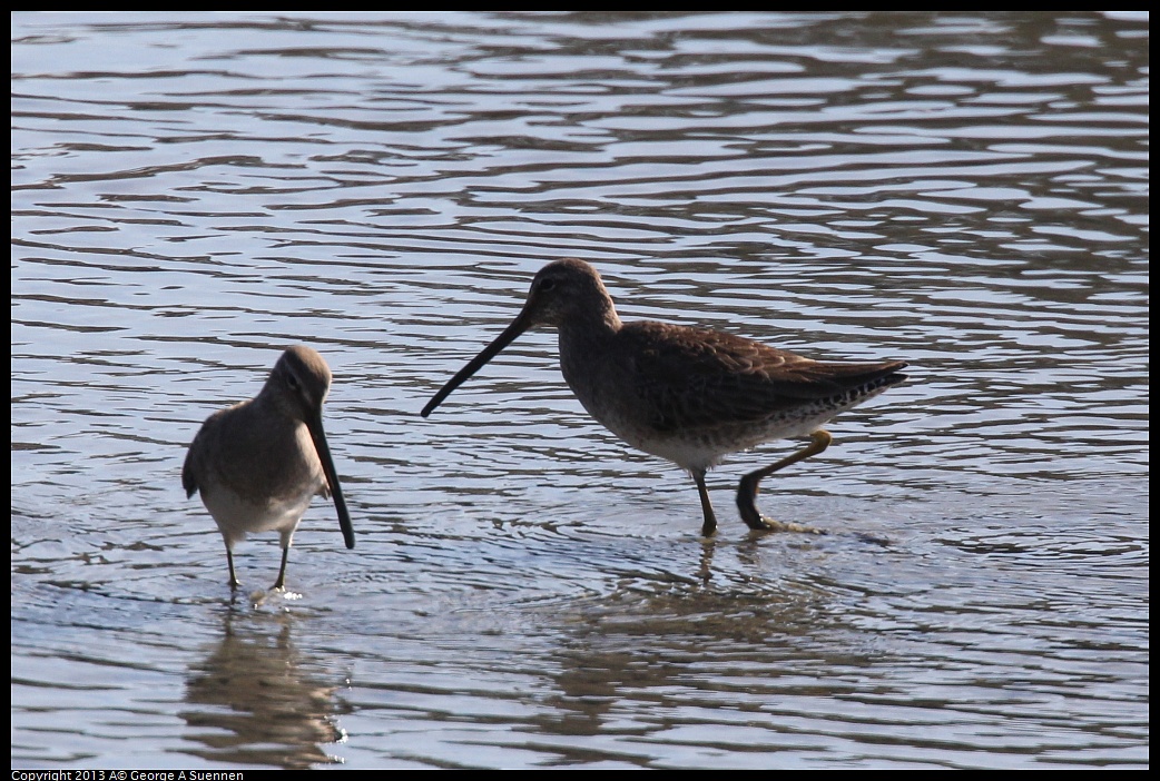 0119-123353-02.jpg - Greater Yellowlegs