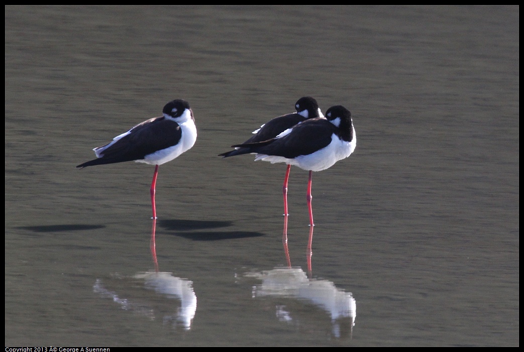 0119-123401-03.jpg - Black-necked Stilt