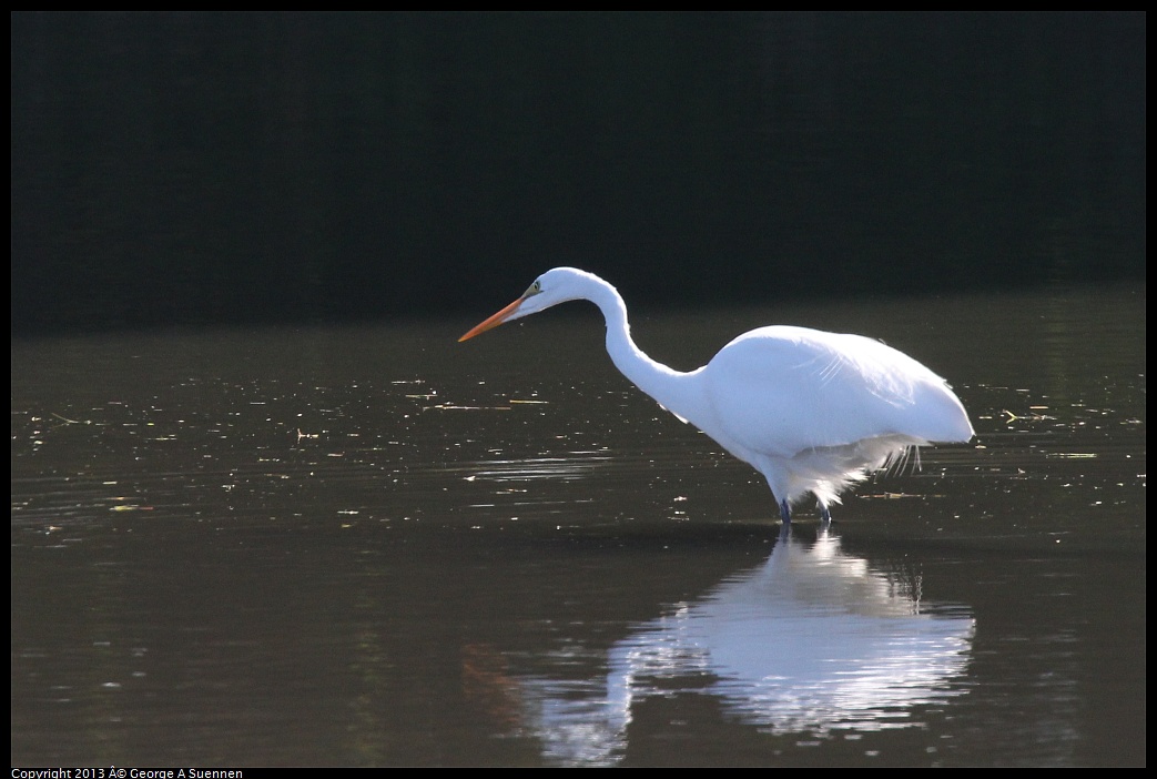 0119-123442-02.jpg - Great Egret