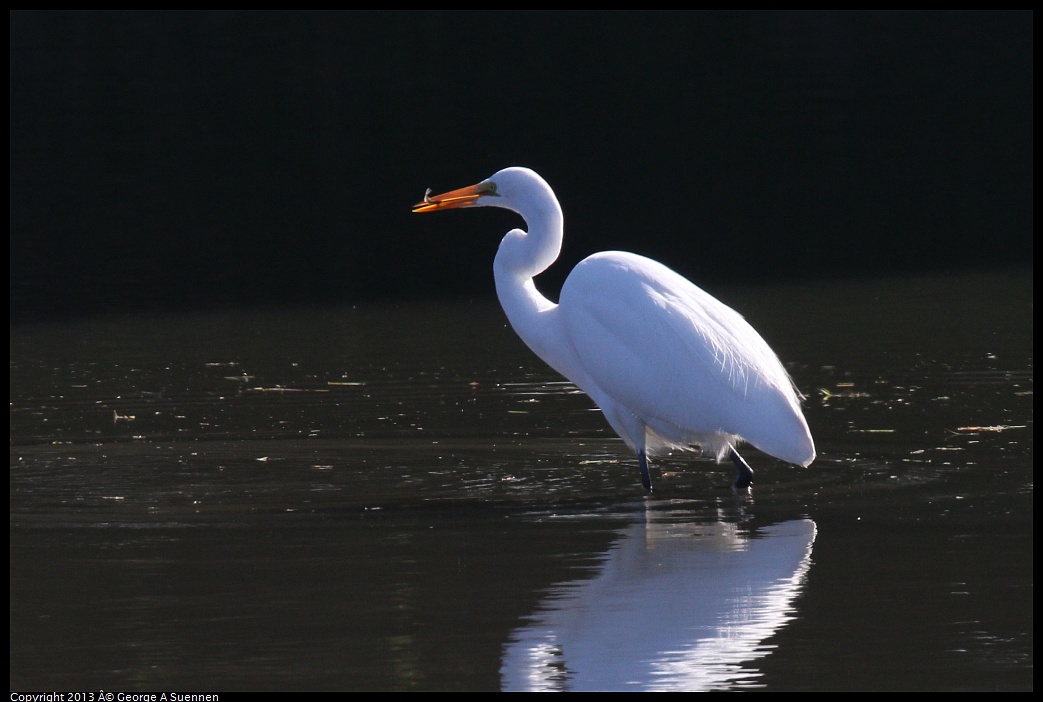 0119-123447-03.jpg - Great Egret