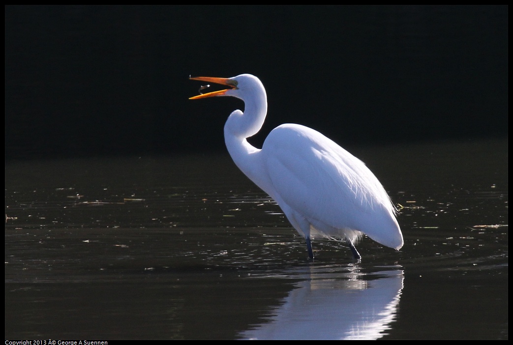 0119-123448-02.jpg - Great Egret