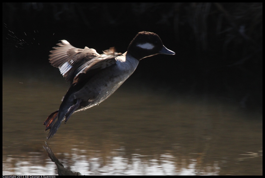 0119-123456-01.jpg - Bufflehead