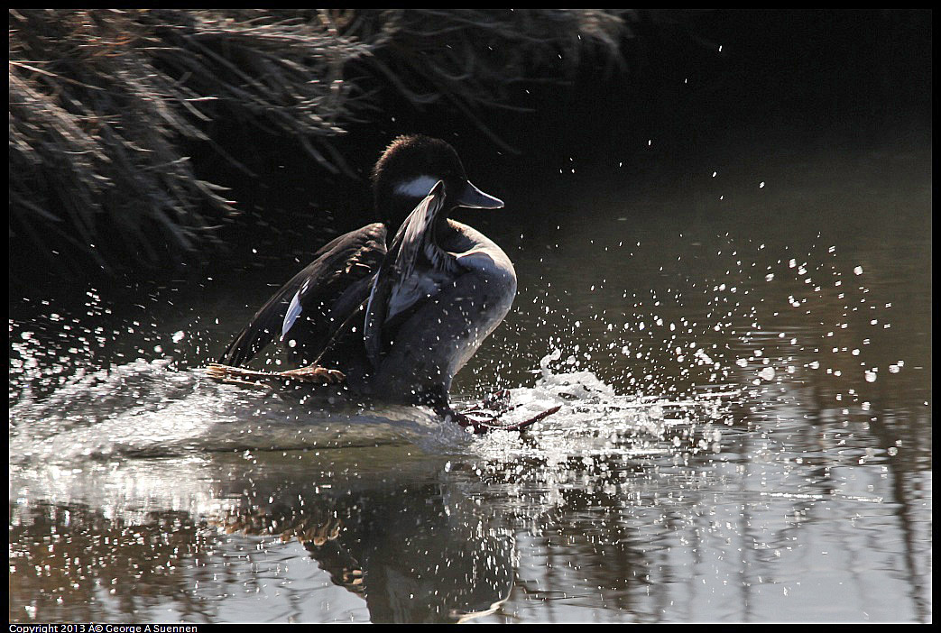 0119-123456-03.jpg - Bufflehead