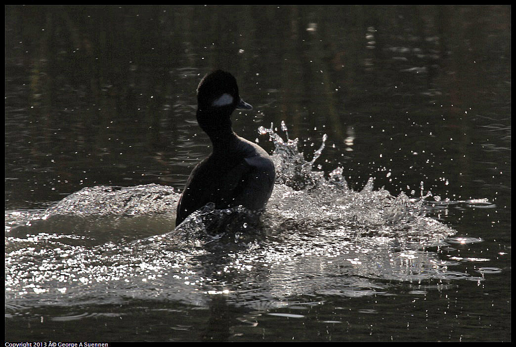 0119-123457-01.jpg - Bufflehead