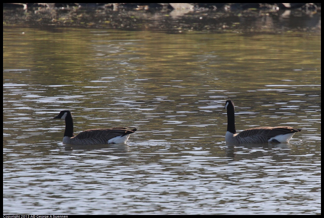 0119-123534-03.jpg - Canada Goose