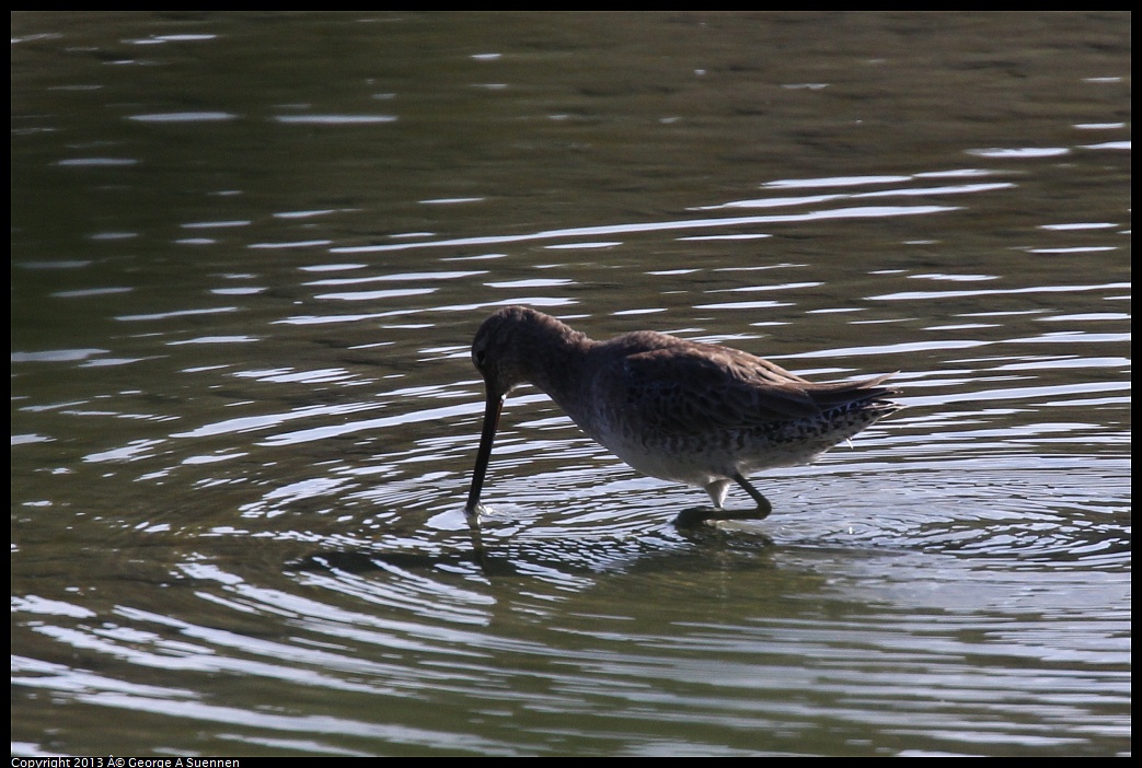 0119-123537-01.jpg - Greater Yellowlegs