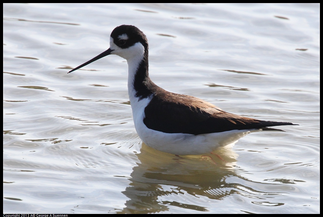 0119-123619-02.jpg - Black-necked Stilt