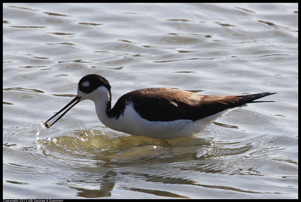 0119-123622-02.jpg - Black-necked Stilt