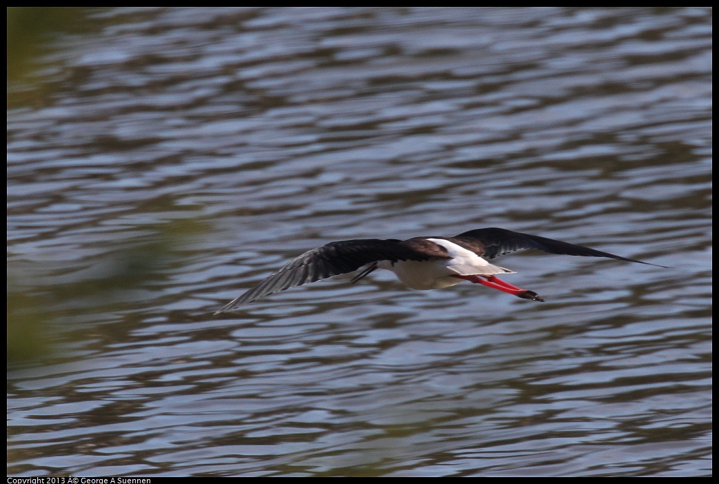 0119-123629-02.jpg - Black-necked Stilt