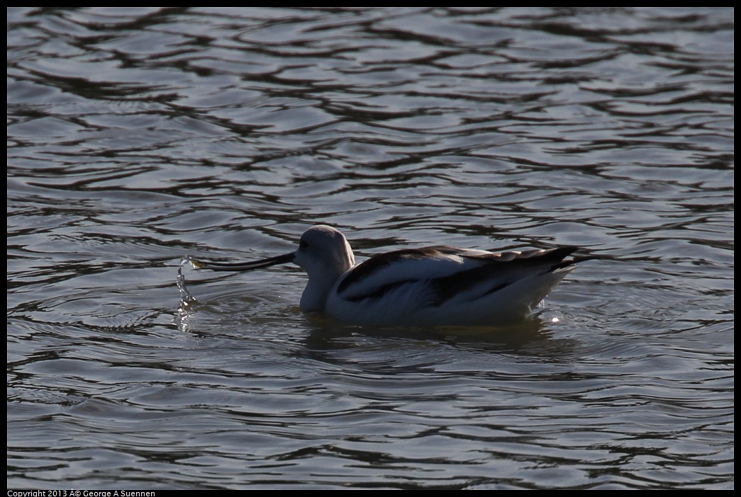 0119-123639-01.jpg - American Avocet