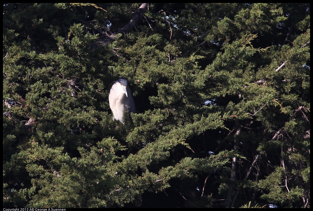 0119-123902-01.jpg - Black-crowned Night Heron (Id only)