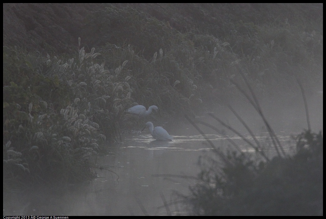 0119-073539-04.jpg - Snowy Egret