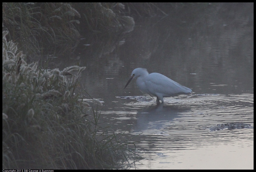 0119-073656-01.jpg - Snowy Egret