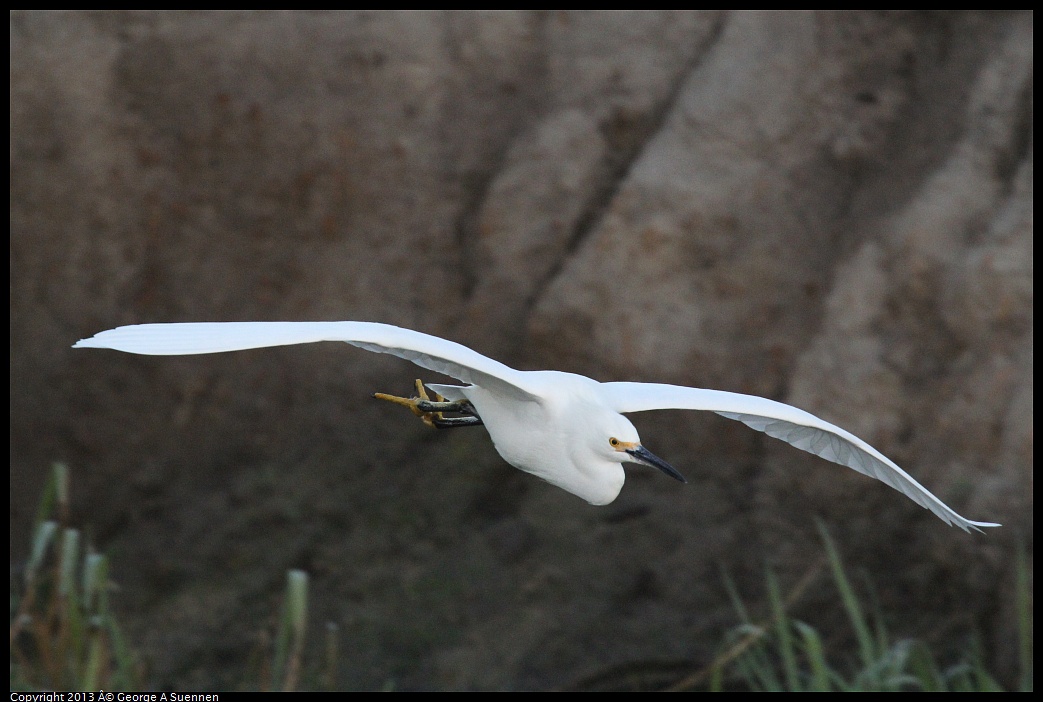 0119-073824-04.jpg - Snowy Egret