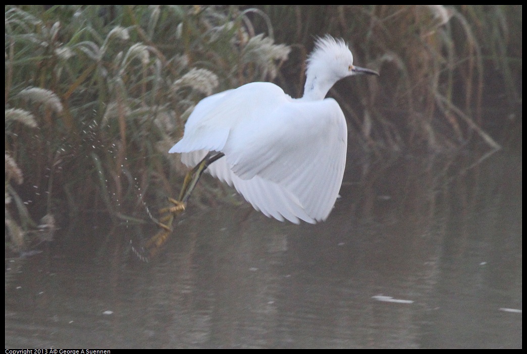 0119-073837-01.jpg - Snowy Egret