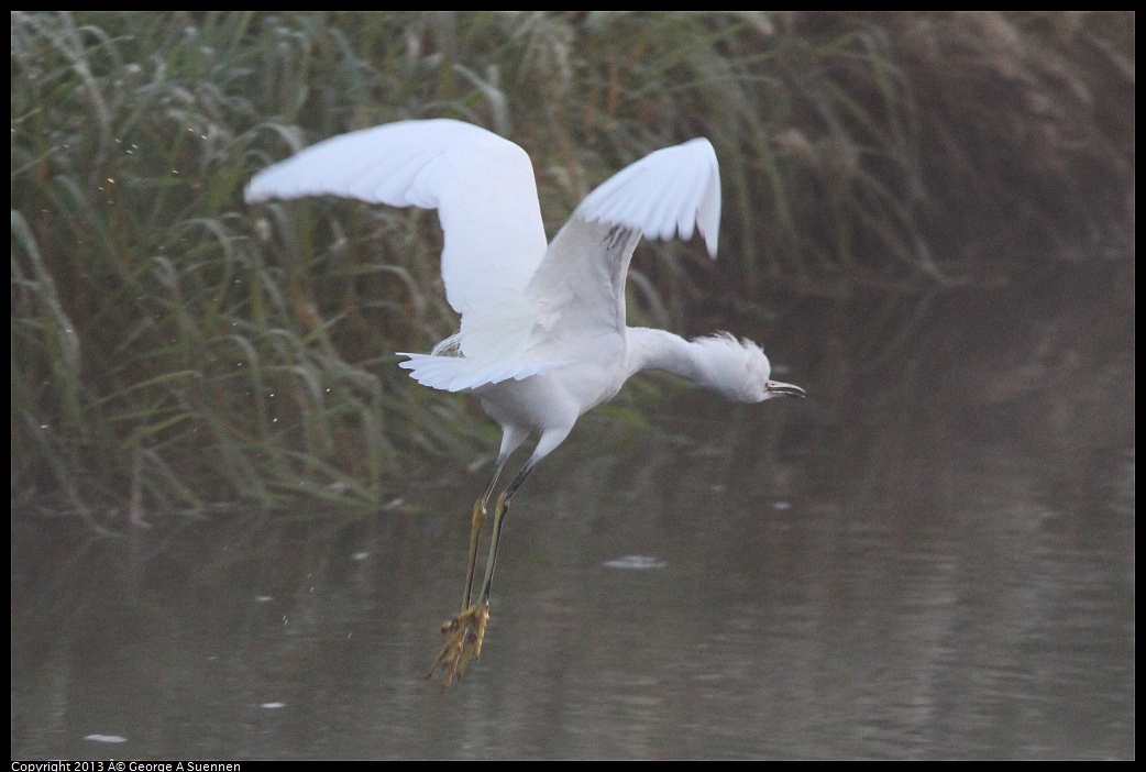 0119-073837-03.jpg - Snowy Egret