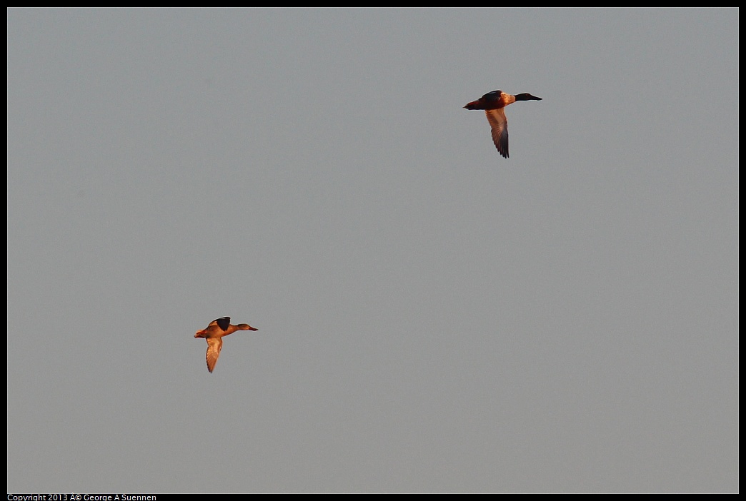 0119-073954-01.jpg - Northern Shoveler