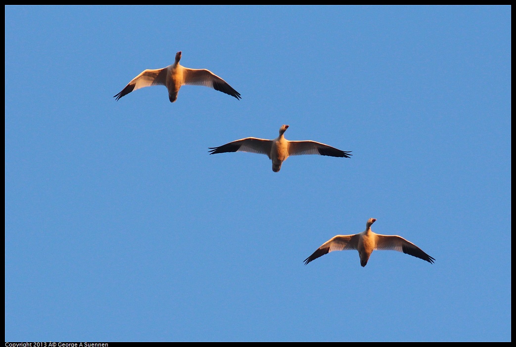 0119-073958-05.jpg - Snow Goose