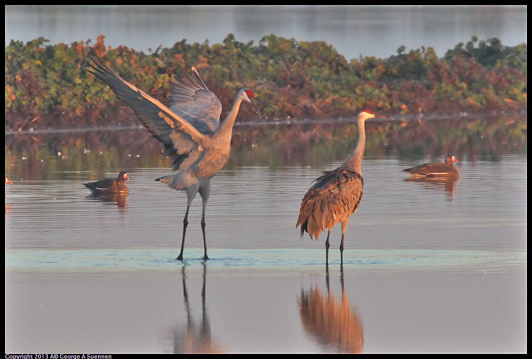 0119-074024-01.jpg - Sandhill Crane