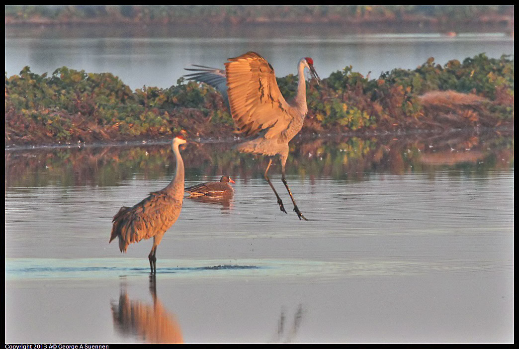 0119-074026-05.jpg - Sandhill Crane