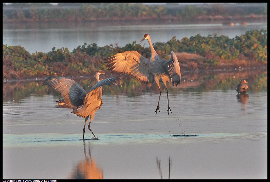 0119-074031-04.jpg - Sandhill Crane