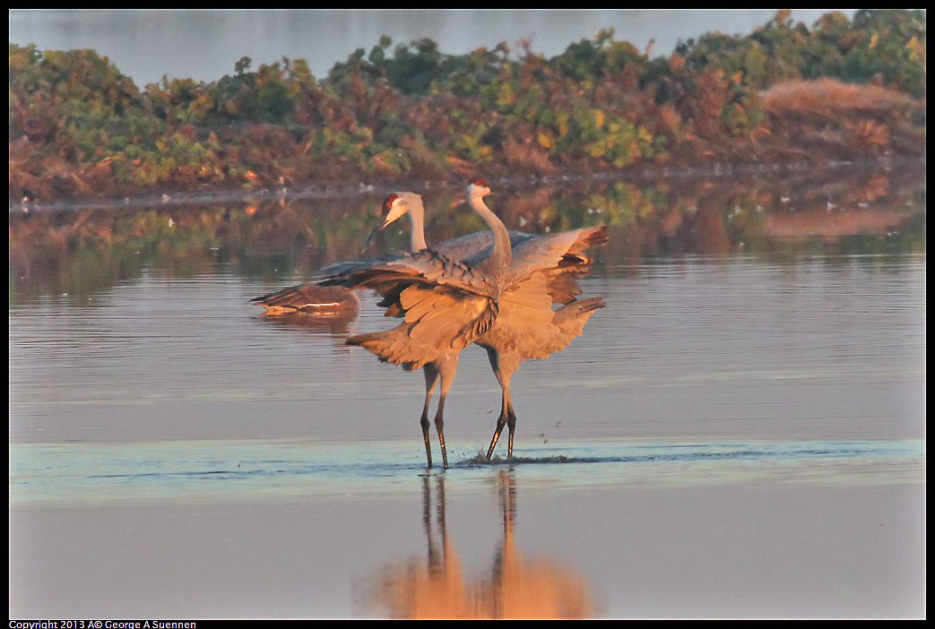 0119-074032-04.jpg - Sandhill Crane