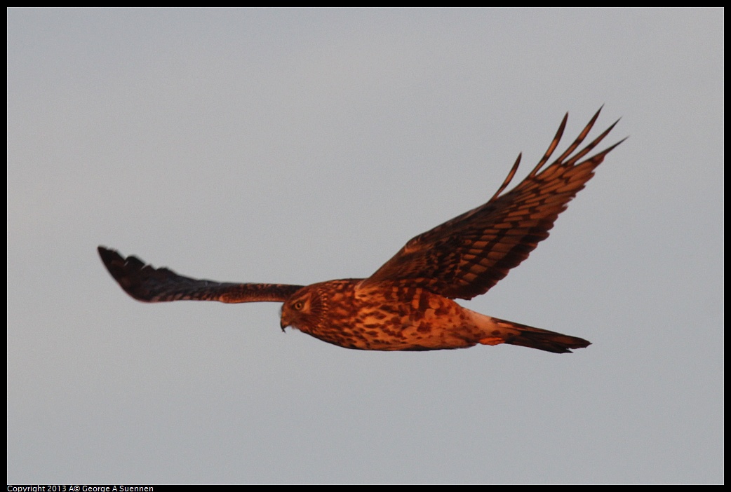 0119-074040-01.jpg - Northern Harrier