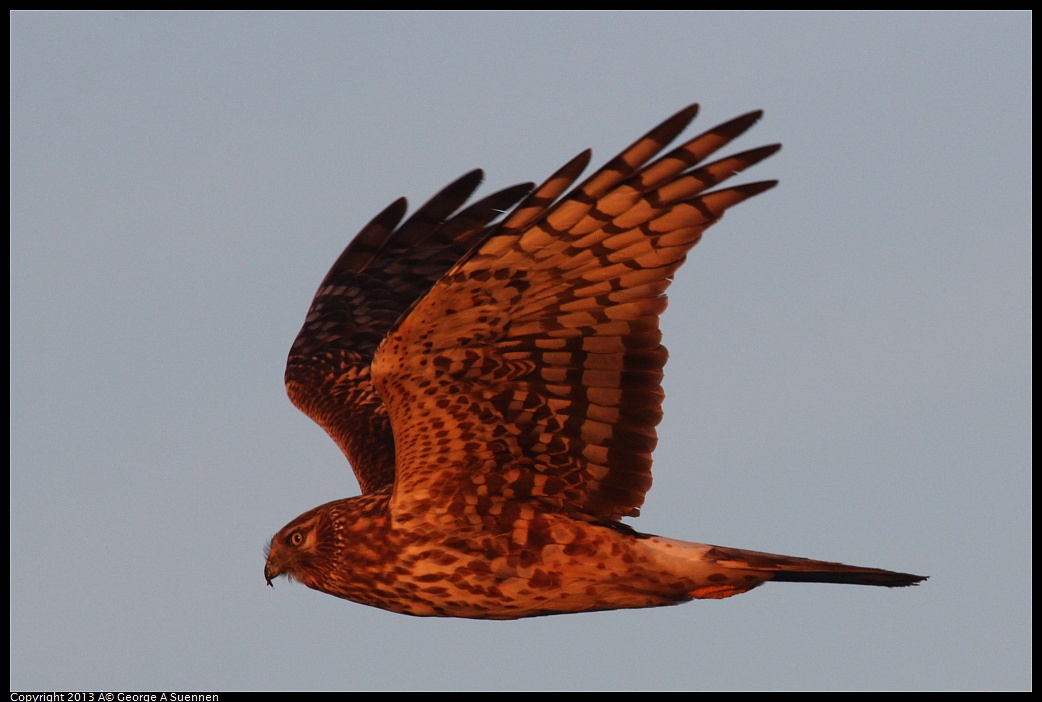 0119-074041-01.jpg - Northern Harrier