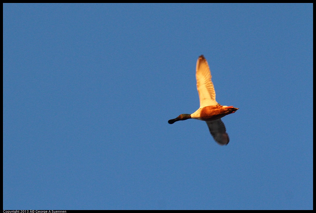 0119-074200-01.jpg - Northern Shoveler