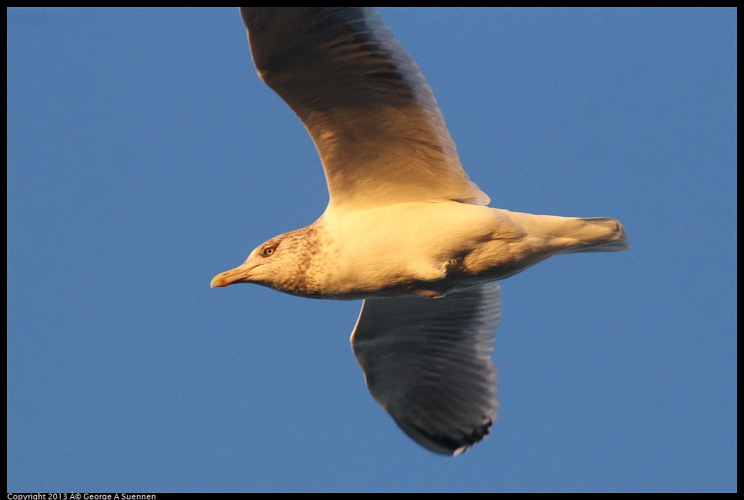 0119-074453-01.jpg - California Gull