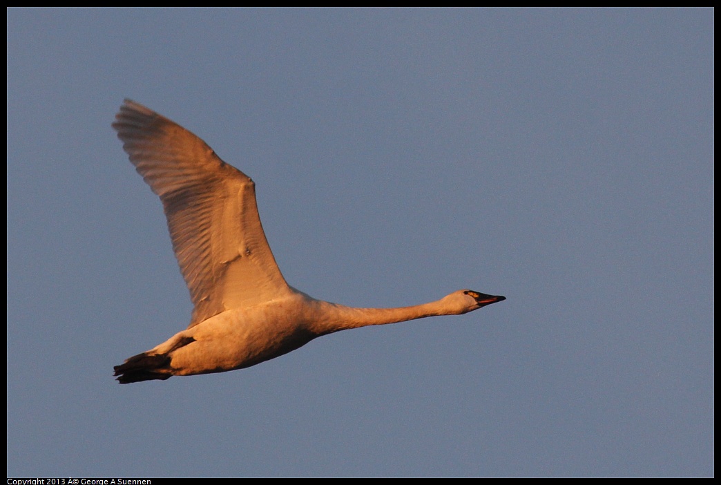 0119-074507-04.jpg - Tundra Swan